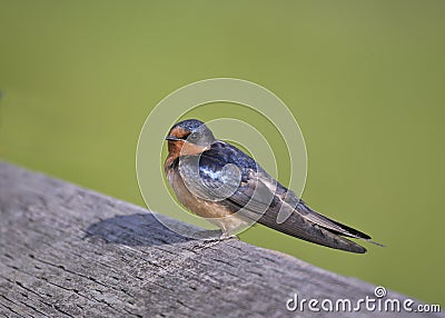 Barn Swallow Stock Photo