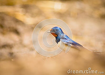 Barn swallow bird Stock Photo