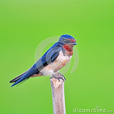 Barn swallow bird Stock Photo