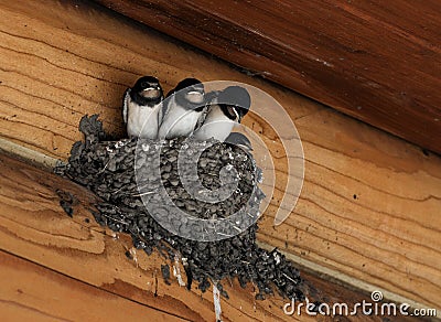 Barn swallow chicks in the nest Stock Photo