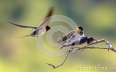 Barn swallow feeding juveniles Stock Photo