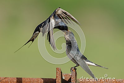 Barn Swallow Stock Photo