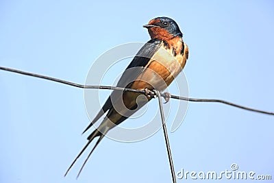 Barn Swallow on a fence Stock Photo