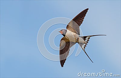 Barn Swallow flies in blue sky with stretched wings Stock Photo