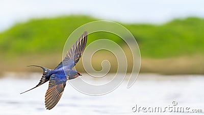 Barn Swallow flies over the water opened wings Stock Photo