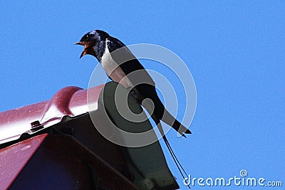Barn Swallow or Hirundinidae bird on the roof against the blue sky Stock Photo