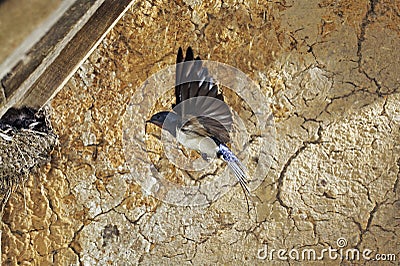 BARN SWALLOW hirundo rustica, ADULT IN FLIGHT, CHICKS IN NEST, NORMANDY Stock Photo