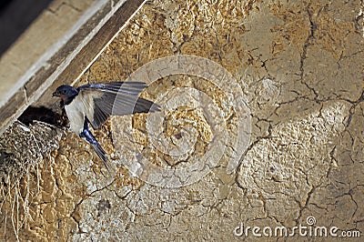 BARN SWALLOW hirundo rustica, ADULT IN FLIGHT WITH INSECTS IN ITS BEAK FOR FEEDING CHICKS IN NEST, NORMANDY Stock Photo