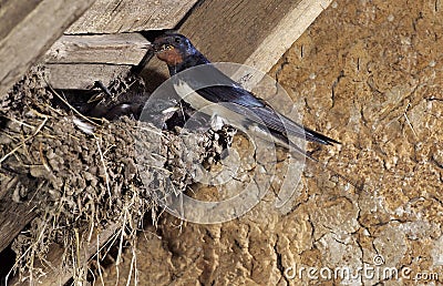 BARN SWALLOW hirundo rustica, ADULT WITH INSECTS IN ITS BEAK FOR FEEDING CHICKS IN NEST, NORMANDY Stock Photo
