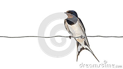 Barn Swallow, Hirundo rustica Stock Photo