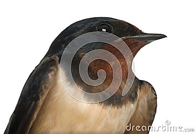 Barn Swallow, Hirundo rustica, close up Stock Photo