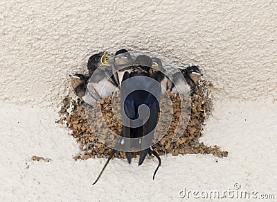 Barn Swallow (Hirundo rustica) Stock Photo