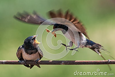 Barn swallow Hirundo rustica feeding her nestling in flight Stock Photo