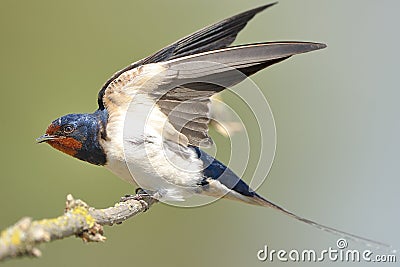 Barn swallow (Hirundo rustica) Stock Photo