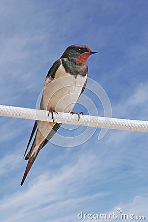 Barn swallow, Hirundo rustica Stock Photo