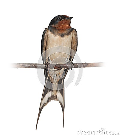 Barn Swallow, Hirundo rustica, perching Stock Photo