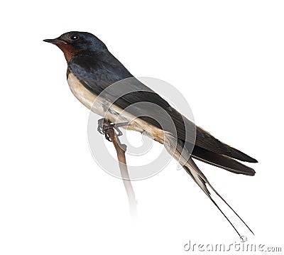 Barn Swallow, Hirundo rustica, perching Stock Photo