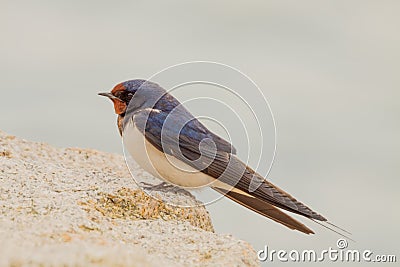 Barn swallow Hirundo rustica Stock Photo