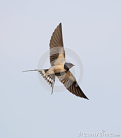 Barn Swallow Stock Photo