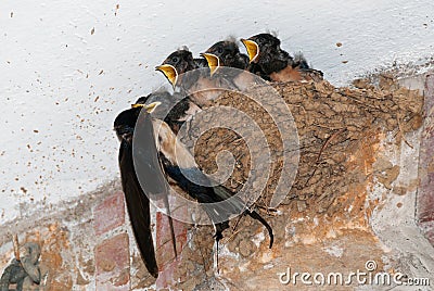 Barn swallow nest feeding Stock Photo