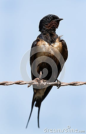 Barn swallow with oil on feather perched on fence Stock Photo