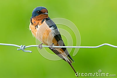 Barn Swallow - Hirundo rustica Stock Photo