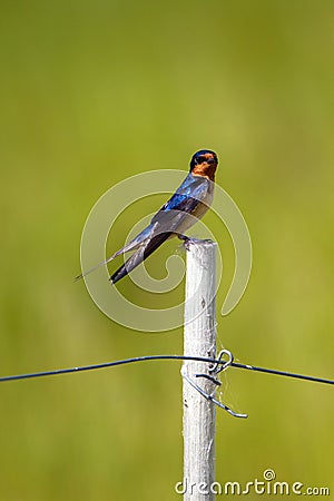 Barn Swallow perches on a post Stock Photo