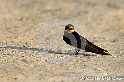 The barn swallow is small bird with blue upperparts and long deeply forked tail Stock Photo