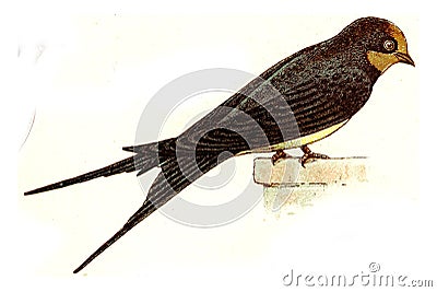 Barn Swallow, vintage engraving Cartoon Illustration