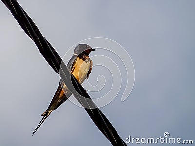 Barn swallows Hirundo rustica perched on an electricity cable Stock Photo