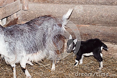 barn. there is a goat and three little goats in it. straw on the floor. walls of wood. there is toning Stock Photo