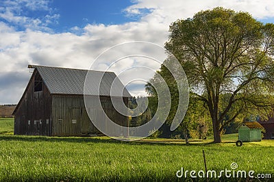 Barn and white oak tree with a tire swing Stock Photo