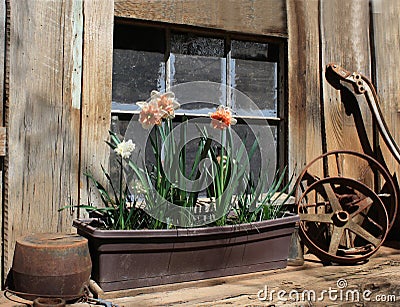 Barn Windowsill with Daffodils Stock Photo