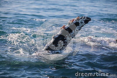 Barnacle encrusted fluke of a humpback whale Stock Photo