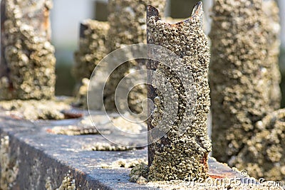 Barnacle encrusted rusty beach groyne groin. Barnacles on a me Stock Photo