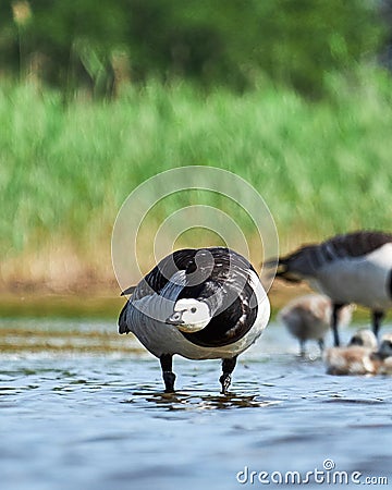 Barnacle geese with chicks Stock Photo
