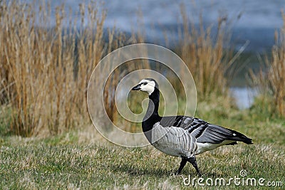 Barnacle Goose Stock Photo