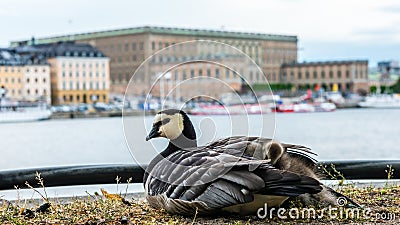 Barnacle Goose with her three goslings under her wing Stock Photo