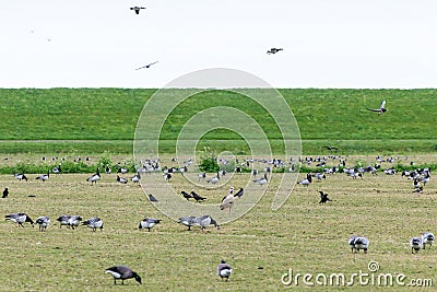 Barnacle gooses standing at a Dutch grass landscape eating grass at the frisian islands, Schiermonnikoog, the Netherlands Stock Photo
