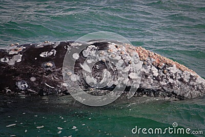 Barnacled gray whale Stock Photo