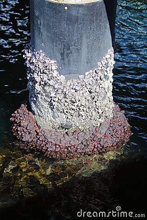 Barnacles Encrusted Wooden Wharf Piles Stock Photo