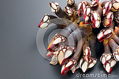 Barnacles, goose neck barnacle, percebes, gallician barnacles. Pollicipes pollicipes Stock Photo