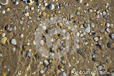 Barnacles lie on the sandy beach Stock Photo