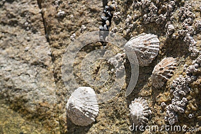 Barnacles and limpets encrusted on rock at beach Stock Photo