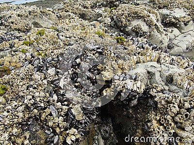 Barnacles and mussels Stock Photo