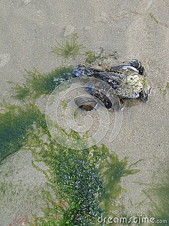 Barnacles and mussels Stock Photo