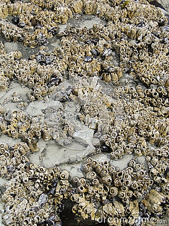 Barnacles and mussels Stock Photo