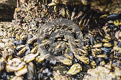 Barnacles and mussels Stock Photo