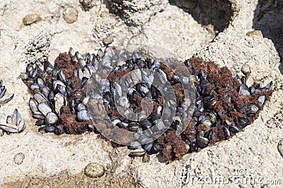 Barnacles and mussels backdrop Stock Photo