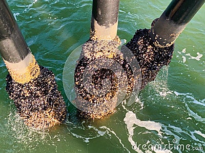 Piers piles ocean dock barnacles mussels Stock Photo